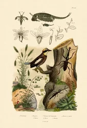 Feenkrebs